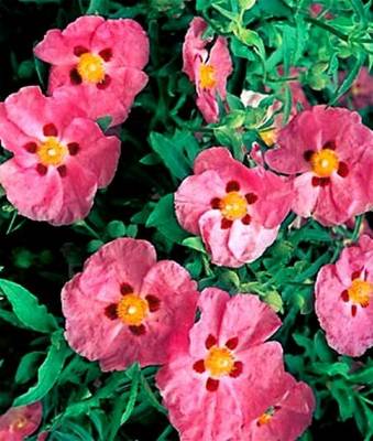 CISTUS X PURPUREUS